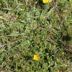 Ranunculus sp. (Buttercup) at Mongarlowe, NSW - 1 Oct 2020 by LisaH