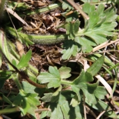 Ranunculus sp. at Mongarlowe, NSW - suppressed