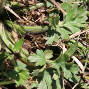 Ranunculus sp. at Mongarlowe, NSW - suppressed