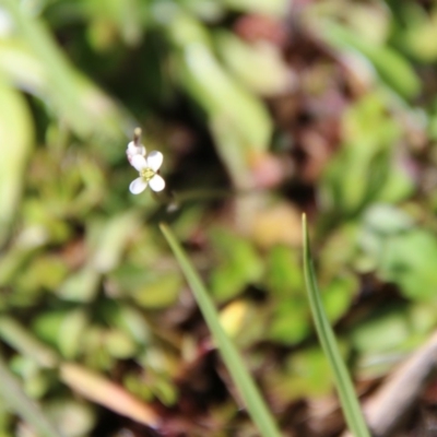 Cardamine sp. (Bittercress) at Mongarlowe, NSW - 1 Oct 2020 by LisaH