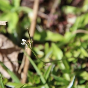 Cardamine sp. at Mongarlowe, NSW - suppressed