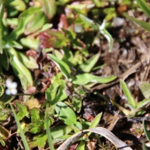 Cardamine sp. at Mongarlowe, NSW - suppressed