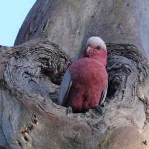 Eolophus roseicapilla at Red Hill, ACT - 22 Sep 2020