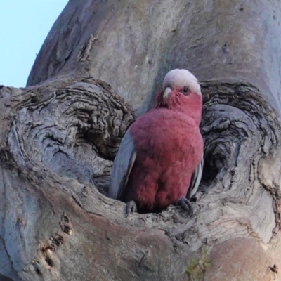 Eolophus roseicapilla (Galah) at Red Hill, ACT - 22 Sep 2020 by JackyF