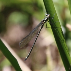 Austroargiolestes icteromelas at Mongarlowe, NSW - 1 Oct 2020