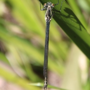 Austroargiolestes icteromelas at Mongarlowe, NSW - suppressed