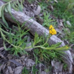 Chrysocephalum apiculatum (Common Everlasting) at Deakin, ACT - 22 Sep 2020 by JackyF