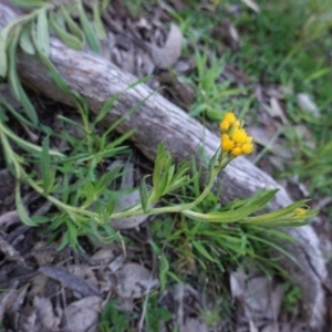 Chrysocephalum apiculatum at Deakin, ACT - 22 Sep 2020