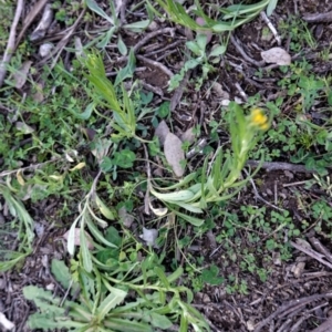 Chrysocephalum apiculatum at Deakin, ACT - 22 Sep 2020