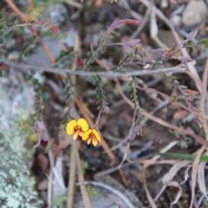 Bossiaea buxifolia at Mongarlowe, NSW - suppressed