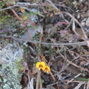 Bossiaea buxifolia at Mongarlowe, NSW - suppressed