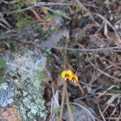 Bossiaea buxifolia at Mongarlowe, NSW - 1 Oct 2020