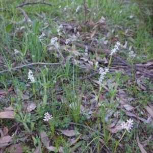 Wurmbea dioica subsp. dioica at Red Hill, ACT - 22 Sep 2020