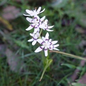 Wurmbea dioica subsp. dioica at Red Hill, ACT - 22 Sep 2020