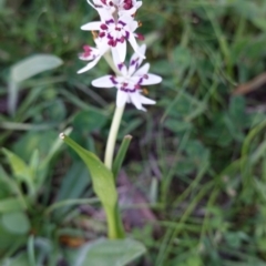 Wurmbea dioica subsp. dioica at Red Hill, ACT - 22 Sep 2020