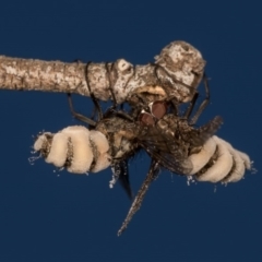 Entomophthora sp. (genus) (Puppeteer Fungus) at Melba, ACT - 29 Sep 2020 by kasiaaus
