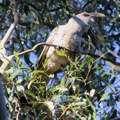 Scythrops novaehollandiae (Channel-billed Cuckoo) at suppressed - 1 Oct 2020 by LisaH