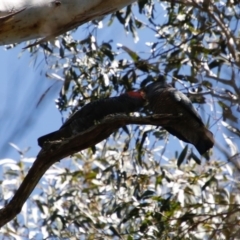 Callocephalon fimbriatum (Gang-gang Cockatoo) at Mongarlowe River - 1 Oct 2020 by LisaH