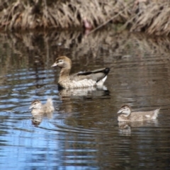 Chenonetta jubata (Australian Wood Duck) at Mongarlowe, NSW - 1 Oct 2020 by LisaH