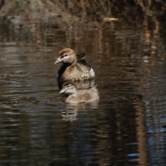 Chenonetta jubata at Mongarlowe, NSW - 1 Oct 2020