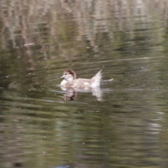 Chenonetta jubata at Mongarlowe, NSW - 1 Oct 2020