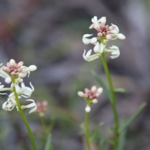 Stackhousia monogyna at Mongarlowe, NSW - suppressed