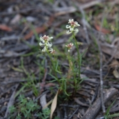 Stackhousia monogyna at Mongarlowe, NSW - suppressed