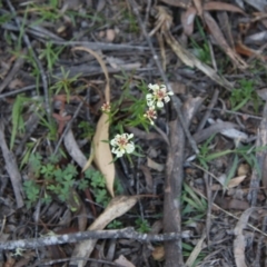 Stackhousia monogyna at Mongarlowe, NSW - suppressed