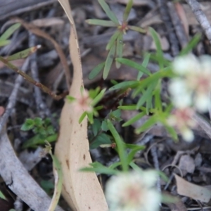 Stackhousia monogyna at Mongarlowe, NSW - suppressed