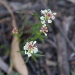 Stackhousia monogyna at Mongarlowe, NSW - suppressed