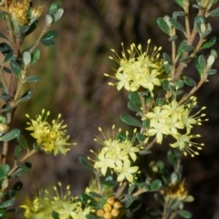 Phebalium squamulosum subsp. ozothamnoides (Alpine Phebalium, Scaly Phebalium) at Bonython, ACT - 1 Oct 2020 by Harrisi