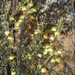 Phebalium squamulosum subsp. ozothamnoides at Bonython, ACT - 1 Oct 2020