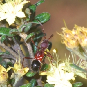 Pseudohalme laetabilis at Bonython, ACT - 1 Oct 2020