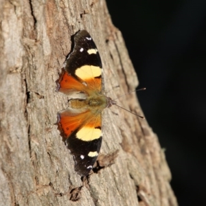 Vanessa itea at Mongarlowe, NSW - 1 Oct 2020