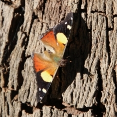 Vanessa itea at Mongarlowe, NSW - 1 Oct 2020