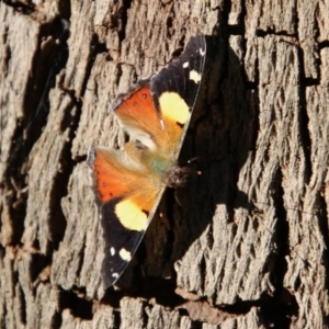 Vanessa itea at Mongarlowe, NSW - 1 Oct 2020