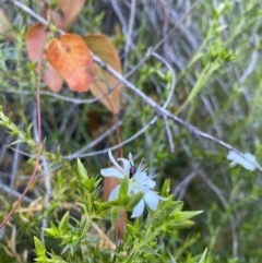 Stellaria pungens (Prickly Starwort) at Mount Taylor - 30 Sep 2020 by Jenjen