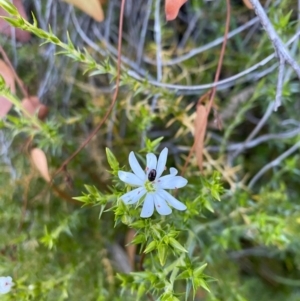 Stellaria pungens at Tuggeranong DC, ACT - 30 Sep 2020