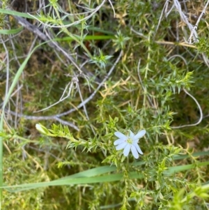 Stellaria pungens at Tuggeranong DC, ACT - 30 Sep 2020