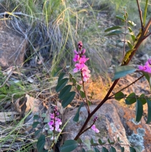 Indigofera australis subsp. australis at Tuggeranong DC, ACT - 30 Sep 2020