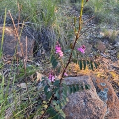 Indigofera australis subsp. australis at Tuggeranong DC, ACT - 30 Sep 2020 09:52 PM