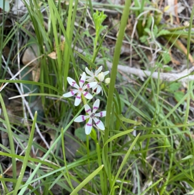 Wurmbea dioica subsp. dioica (Early Nancy) at Mount Taylor - 30 Sep 2020 by Jenjen
