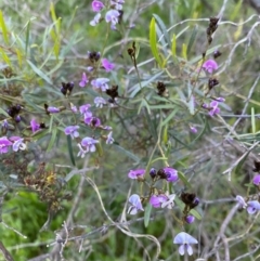 Glycine clandestina (Twining Glycine) at Tuggeranong DC, ACT - 30 Sep 2020 by Jenjen