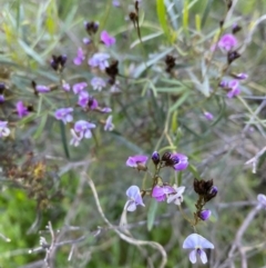 Glycine clandestina at Tuggeranong DC, ACT - 30 Sep 2020