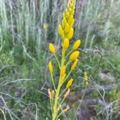 Bulbine glauca (Rock Lily) at Tuggeranong DC, ACT - 30 Sep 2020 by Jenjen