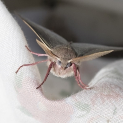 Arhodia lasiocamparia (Pink Arhodia) at Higgins, ACT - 30 Sep 2020 by AlisonMilton