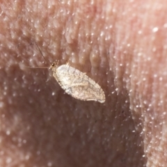 Drepanacra binocula (Notched brown lacewing) at Holt, ACT - 1 Oct 2020 by AlisonMilton