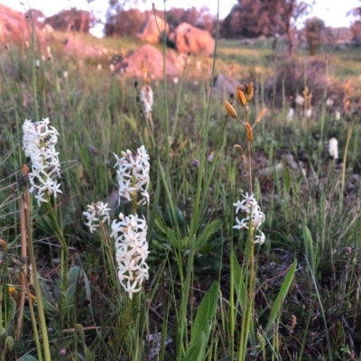 Stackhousia monogyna (Creamy Candles) at Tuggeranong DC, ACT - 1 Oct 2020 by Nat