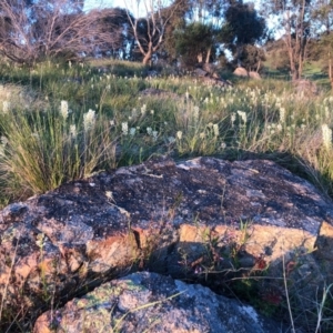 Stackhousia monogyna at Tuggeranong DC, ACT - 1 Oct 2020