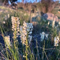 Stackhousia monogyna at Tuggeranong DC, ACT - 1 Oct 2020